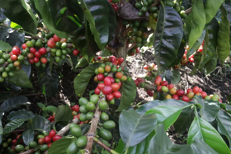 Detalle de la planta de café variedad Sudán Rumé en la Finca El Paraíso 92, cultivada para el café de especialidad Capricho.