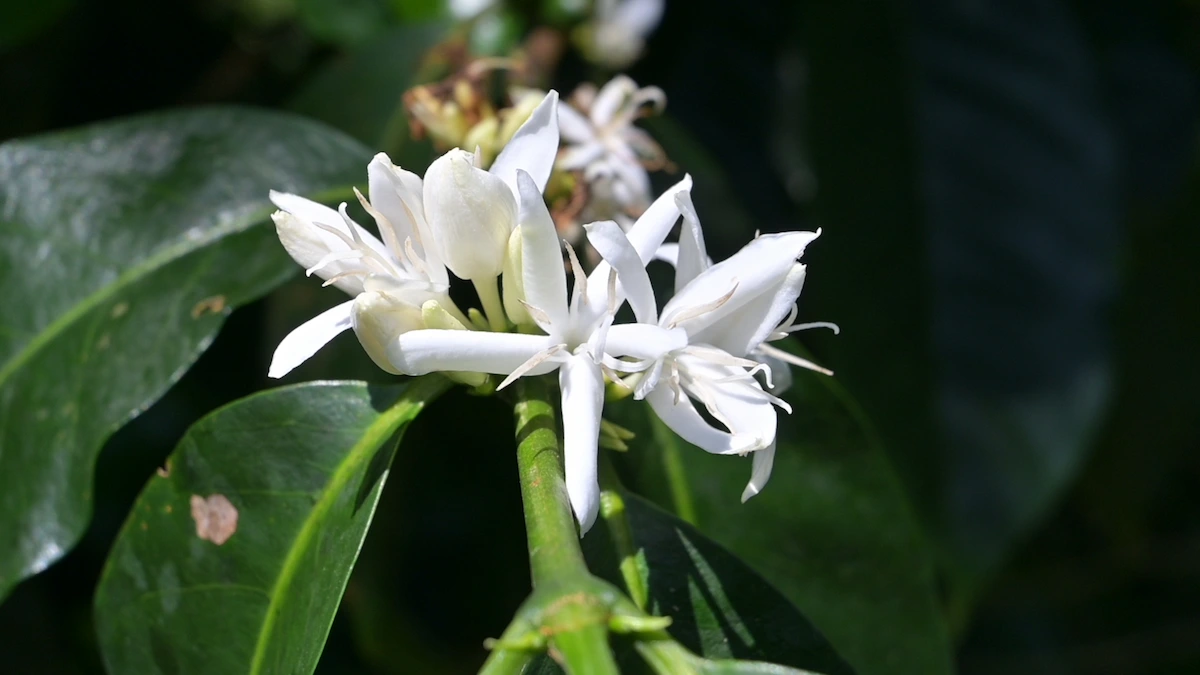 Flor del café Gesha en la Finca La Palma, con pétalos blancos similares al jazmín, origen del café Alegría.