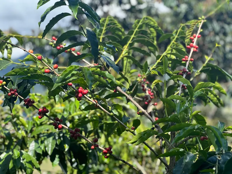 Cerezas de café Gesha maduras en la rama, seleccionadas para el café de especialidad Alegría en la Finca La Palma.