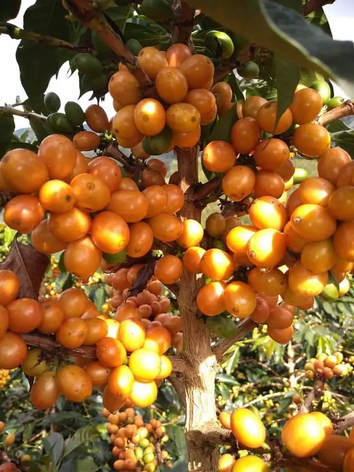 Granos de café Sudan Rume de la Finca El Paraíso 92 de Wilton Benítez, variedad de competición para el café Capricho.