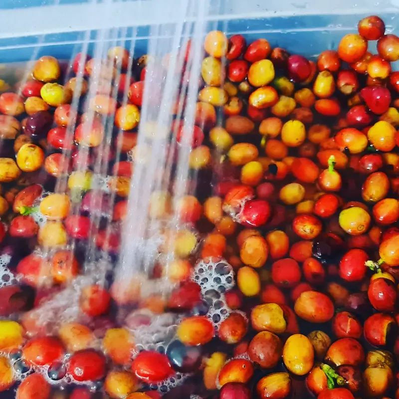 Cerezas de café Sudan Rume sumergidas en agua para selección de densidad y fermentación en la Finca El Paraíso 92 de Wilton Benítez.