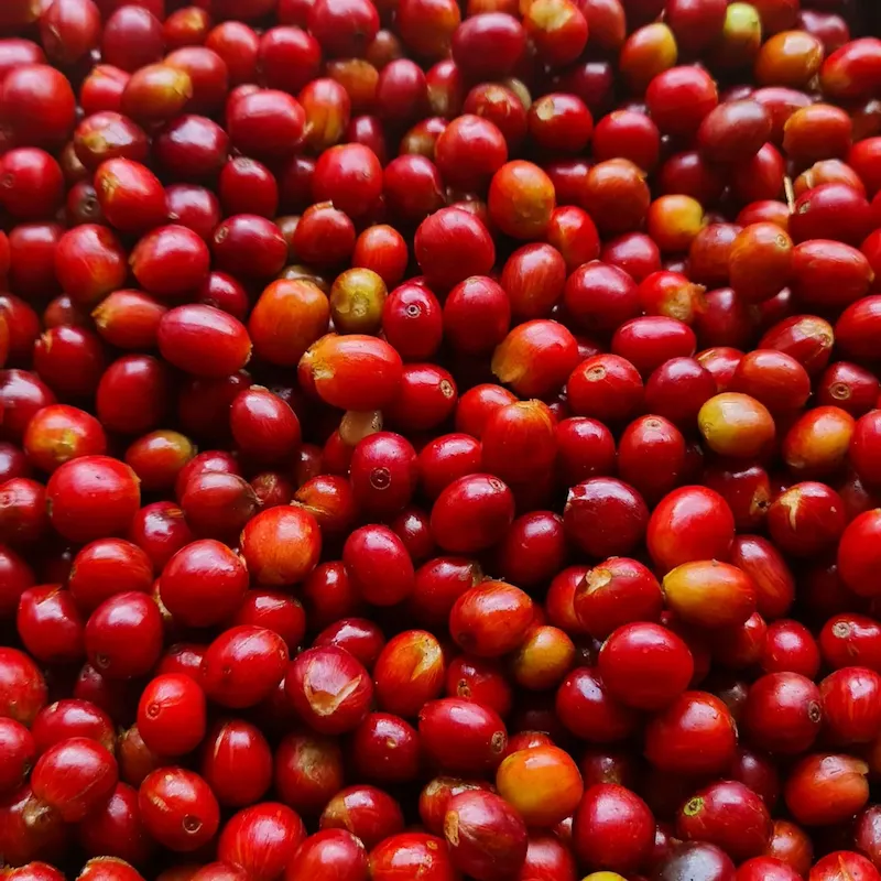 Proceso de fermentación controlada de cerezas de café Sudan Rume en la Finca El Paraíso 92 de Wilton Benítez para el café Capricho.