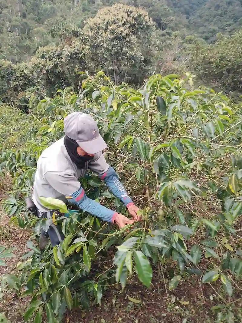 Recolección manual y selectiva de cerezas de café maduras en la finca, garantizando la calidad de origen de Café Lindo.