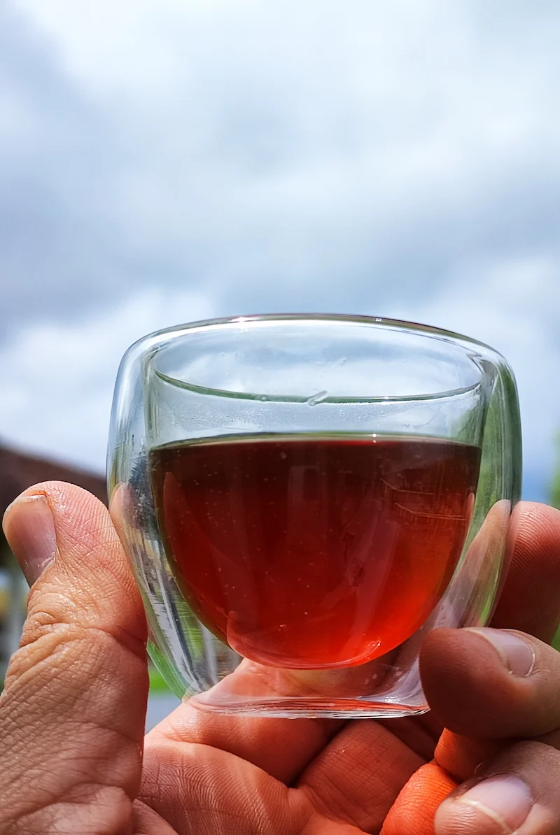 Detalle de cafeto variedad Sudán Rumé en la Finca El Paraíso 92 de Wilton Benítez, origen del café Capricho.