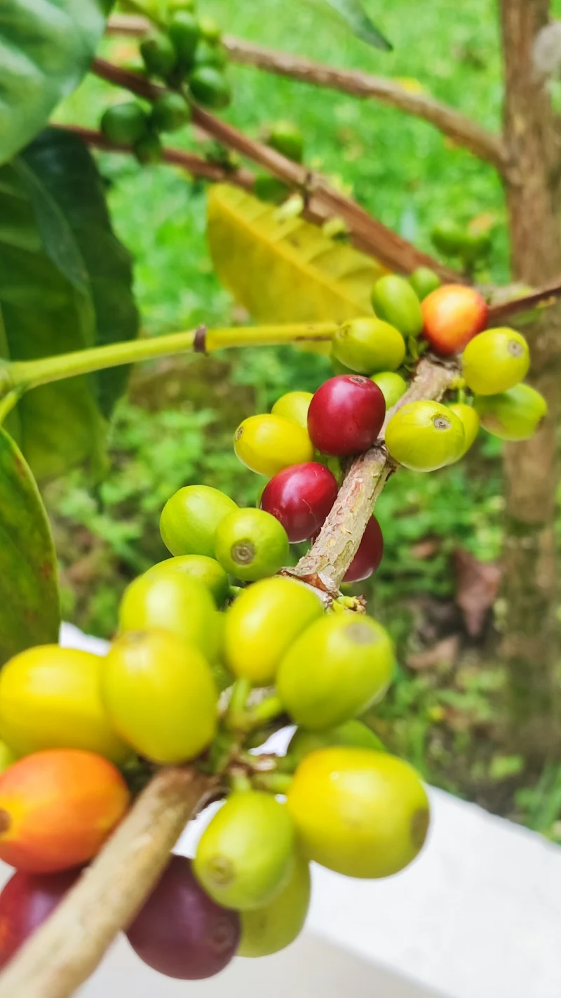 Granos de café verde variedad Sudán Rumé de la Finca El Paraíso 92, selección de alta densidad para el café Capricho.