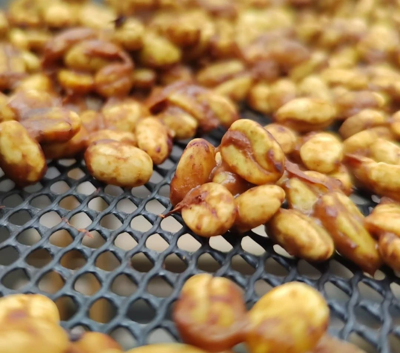 Granos de café Gesha Alegría en proceso de secado Honey, mostrando el mucílago dorado sobre camas africanas en Finca La Palma.