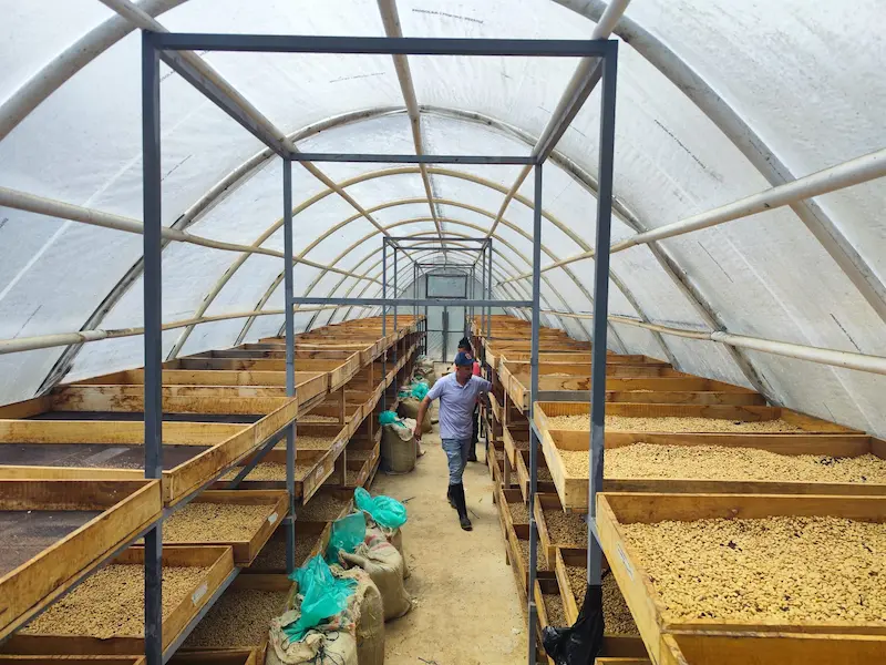 Naves de secado controlado en la Finca La Palma para el proceso Honey del café Gesha Alegría.