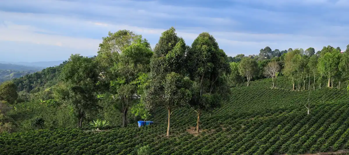 Paisaje de la Finca El Paraíso 92 de Wilton Benítez, donde se cultiva la variedad Sudan Rume para el café Capricho.