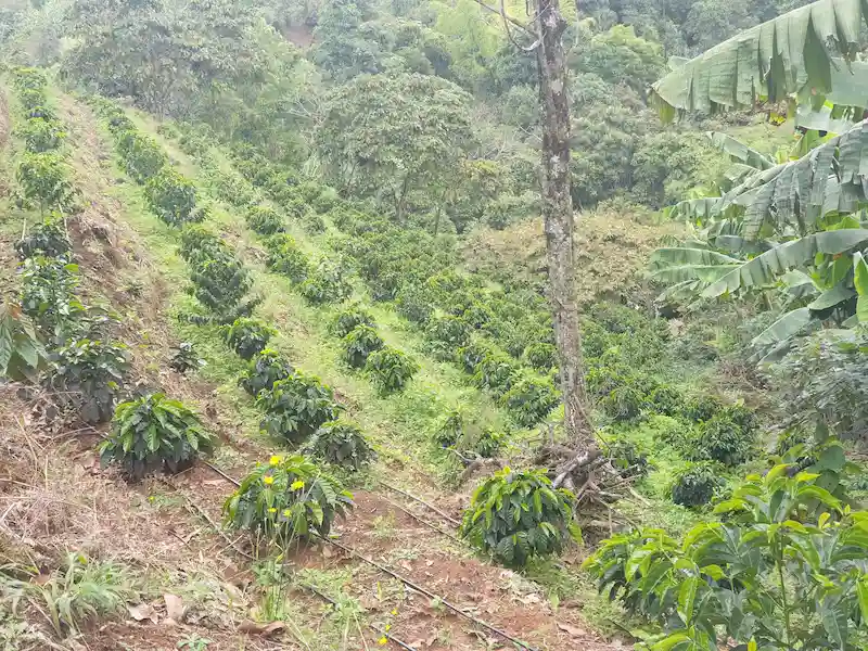 Terrazas de cultivo de café variedad Sudan Rume de competición para el café Capricho de Café Lindo.