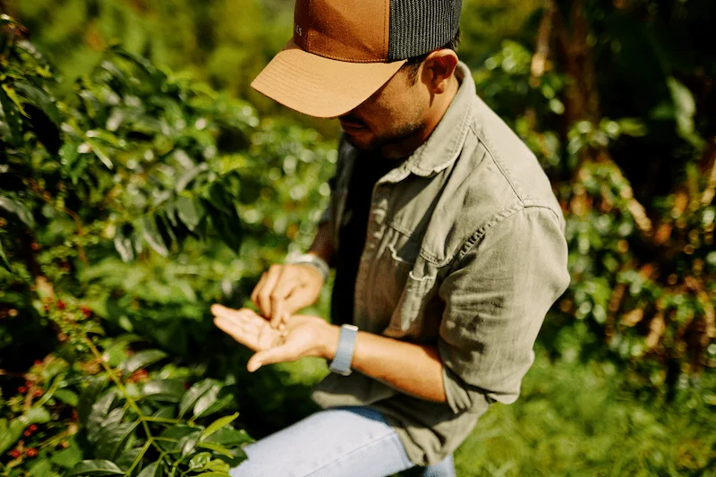 Productor de café en Finca Nogales inspeccionando cerezas de café en los cafetales de Huila, Colombia