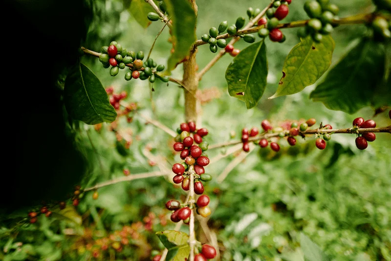 Cerezas de café madurando en un cafetal de Finca Nogales en Huila, Colombia