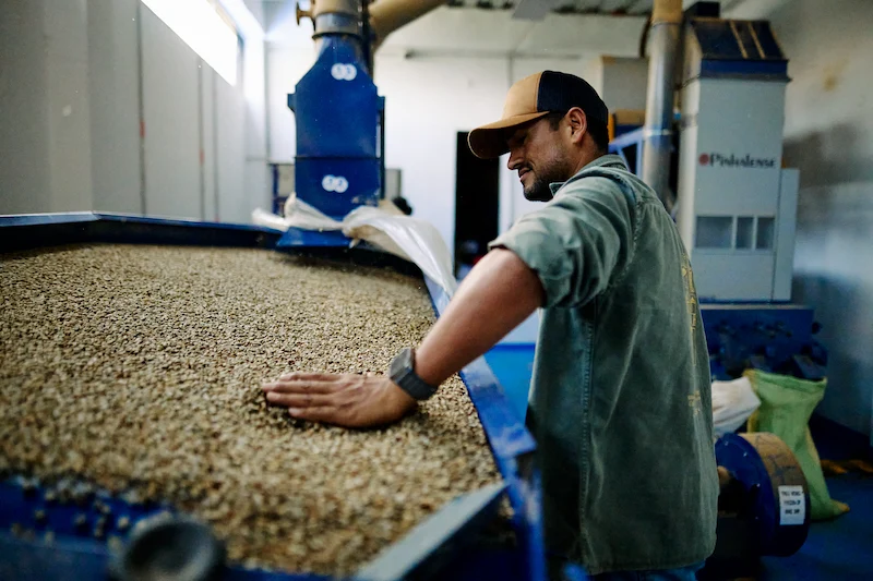Productor trabajando el secado y selección de granos de café en Finca Nogales en Huila, origen del café Serenidad