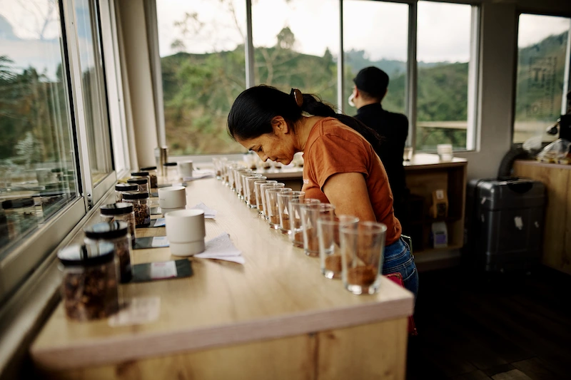 Sesión de cata de café de especialidad en Finca Nogales en Huila, evaluando el perfil del café Serenidad